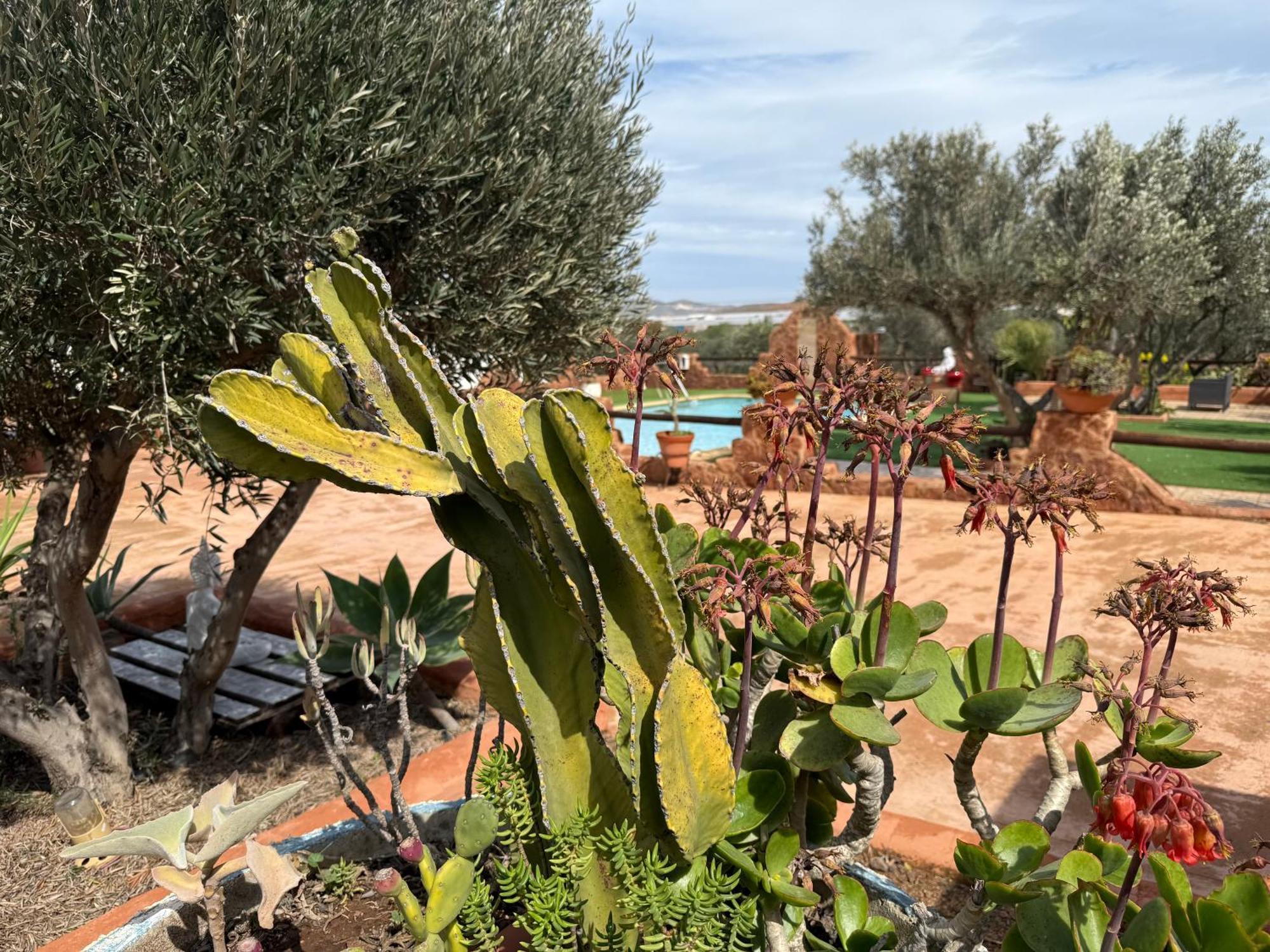 Olivares Rural Los Albaricoques ภายนอก รูปภาพ